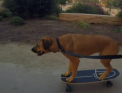 Cainele - vedeta pe internet. Momentul in care merge singur pe skateboard - VIDEO