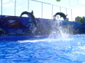 Primul spectacol la delfinariul din Chisinau. Cei patru delfini si cele doua foci au facut astazi un show de exceptie - VIDEO