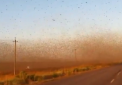 70 mii hectare de vegetatie au fost invadate de LACUSTE in sudul Rusiei. Localnicii sunt disperati iar autoritatile intreprind masuri de urgenta - VIDEO