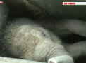 10 muncitori au sarit in ajutorul unui pui de elefant care a cazut intr-un canal - VIDEO