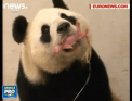 Un pui de urs panda a venit pe lume la o gradina zoologica de langa Bruxelles.Belgia a devenit a treia tara din Europa unde ursii panda s-au inmultit in captivitate - VIDEO