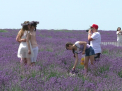 O zi de sambata cu aroma de levantica. Sute de moldoveni au uitat de canicula, s-au imbracat in alb si au savurat o zi intr-un camp de lavanda - VIDEO