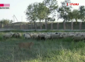 Leul, paznic la oi. O felina feroce a luat locul cainilor ciobanesti la o stana din Daghestan - VIDEO