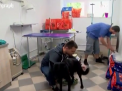 Primul centru de donare pentru animale, deschis in Polonia. Cainii si pisicile pot dona sange pentru a salva vietile altor patrupezi - VIDEO