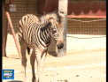 Noutati de la Gradina Zoologica. Un pui de zebra si trei de ras au vazut lumina zilei saptamanile trecute, iar acum deja pot fi observati si de vizitatori - VIDEO