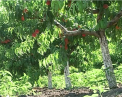 Caise mai ieftine, insa mai putin dulci. Agricultorii si-au facut totalurile. In schimb, la piersici recoltatul abia incepe  - VIDEO