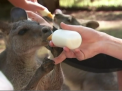 Mai multi copii din Australia au avut parte de o vacanta deosebita la scoala de ingrijitori de animale, unde au invatat cum sa ingrijeasca de vietuitoarele de la gradina zoologica - VIDEO