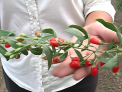 Goji de Moldova. Afacerea cultivatorului din Ungheni care a inlocuit plantatiile de capsuni pe cele de arbusti adusi din Himalaya: un kg costa 400 de lei - VIDEO