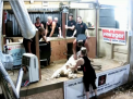Un barbat din Marea Britanie a inregistrat un record mondial la tuns ovine. In doar 9 ore, barbatul a tuns 731 de oi - VIDEO