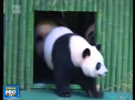 La multi ani pentru singurii tripleti panda din lume. Gradina zoologica din China a dat o petrecere mare 