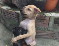 E una dintre cele mai distribuite imagini din ultimele zile! Doi catei abandonati sunt de nedespartit dupa ce au fost salvati - FOTO