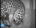 Doi leoparzi Amur, cea mai rara specie de feline mari din lume, s-au nascut la o gradina zoologica din Marea Britanie - VIDEO 