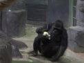 Vizitatorii unei gradini zoologice din Moscova au parte de o surpriza. O gorila a nascut un pui, pe care insa nu il lasa nici pentru un minut din brate - VIDEO
