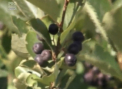 Fermierii moldoveni renunta la culturile obisnuite. Aronia - afacerea profitabila a unui agricultor din Drochia - VIDEO