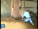 Recolta bogata de grane din acest an nu le aduce mare bucurie agricultorilor. Pretul la grau este atat de mic, incat nu-si vor acoperi nici cheltuielile - VIDEO