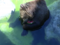 Rasfat la o gradina zoologica din Roma. Pe timp de canicula, animalele au parte de un meniu special - VIDEO