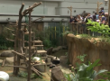 Sarbatoare dubla la o gradina zoologica din Malaezia. Doi ursi panda si-au sarbatorit astazi ziua de nastere - VIDEO