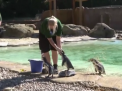 Ingrijitorii de la o gradina zoologica din Londra au mult de lucru zilele acestea, dupa ce a inceput procesul de masurare si cantarire a tuturor animalelor - VIDEO