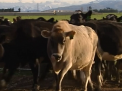 Politia din Nouza Zeelanda fata in fata cu un caz bizar. 500 de vaci au disparut dintr-o ferma ca printr-o minune - VIDEO