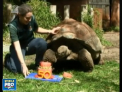 O broasca testoasa de la o gradina zoologica din Australia si-a sarbatorit dulce ziua de nastere. Cerro, la varsta de 50 de ani,  a mincat tortul ei preferat din pepene verde, capsuni si dovleac - VIDEO