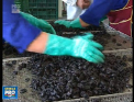 Afacerea "made in Moldova" care aduce proprietarilor profit chiar din America. Usuca prune, dar fara fum, si le exporta in toata lumea - VIDEO