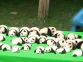 23 de pui de urs panda au cucerit vizitatorii unei gradini zoo din China. Cum arata ursuletii - VIDEO
