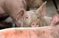 Pesta porcina va provoca pierderi de milioane. Romania va interzice importul de carne din Moldova - Mold-Street.com