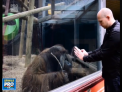 Si maimutele sunt interesate de trucurile magicienilor. Momentul in care un urangutan de la o gradina zoologica din Marea Britanie  incearca sa repete un truc - VIDEO