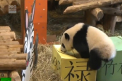  Zi de nastere deosebita. Doi ursi panda de la o gradina zoologica din Canada au implinit cate un an, asa ca angajatii menajeriei le-au creat o atmosfera de poveste - VIDEO