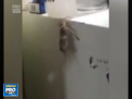 A reusit sa adune peste 6 milioane de vizualizari pe youtube, cu un filmulet care dureaza doar cateva secunde. In imagini apare un paianjen - VIDEO