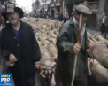 Cu oile prin capitala Spaniei. Mii de animale au fost aduse la Madrid de fermieri, care au vrut sa aminteasca localnicilor despre un festival traditional al oilor - VIDEO
