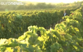Moldova, la Euronews - tara care isi dezvolta industria de vinuri pentru a-si crea o reputatie si pentru a obtine valuta - VIDEO