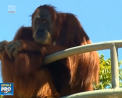 O gradina zoologica din Australia se bucura de un record mondial inregistrat: un urangutan a implinit varsta de 60 de ani si a fost numit cel mai batran din lume - VIDEO