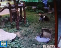 Un barbat din China a vrut sa impresioneze doua femei cu care se afla in vizita la o gradina zoo, dar a ajuns sa fie pus la pamant de un urs panda - VIDEO