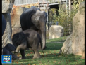 Bucurie pentru vizitatorii gradinii zoologice din Praga: doi pui de elefant, nascuti acum cateva luni, au fost aratati pentru prima data publicului - VIDEO