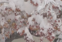 Surpriza pentru locuitorii unui oras din nordul Japoniei. Acestia s-au trezit peste noapte cu zapada afara - VIDEO