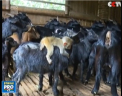 Un pui de maimuta a fost adoptat nu de una, ci de o intreaga ferma de capre. Imagini inedite vin din China - VIDEO