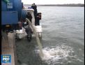 O tona si 200 kg de puieti de peste a ajuns astazi in lacul de acumulare Dubasari. Ecologistii vor astfel sa regleze mediul din bazinele acvatice, iar Serviciul piscicol sa populeze apele - VIDEO
