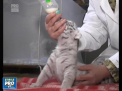 Trei pui de tigru alb au aparut la o Gradina Zoologica din Crimeea: "Au fost numiti ca cei trei muschetari" - VIDEO