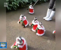 In Japonia, tonul sarbatorii l-au dat pinguinii. Mai multe pasari au fost imbracate in costum de Mos Craciun si au defilat la o parada - VIDEO