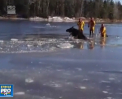 Misiune neobisnuita pentru pompierii din Canada. Acestia au fost chemati in ajutorul unui elan, ramas captiv in apele inghetate ale unui rau - VIDEO