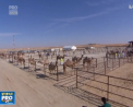 Un concurs de frumusete intre... camile are loc in aceste zile in Emiratele Arabe Unite. Consursul se da intr-un desert, iar spectatorii vor alege cea mai frumoasa camila - VIDEO