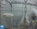 Gripa aviara a dus la masuri drastice intr-o gradina zoologica din orasul rus Voronej:  35 de pasari au murit din cauza virusului, iar 141 de pasari trebuie sa fie eutanasiate - VIDEO