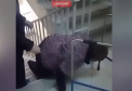 Incredibil. O femeie cu piciorul in ghips a fost nevoita sa ridice si sa coboare scarile unei policlinici in genunchi, pentru a ajunge la cabinetul medicului - VIDEO