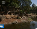 In timp ce la noi sunt duse in adaposturi din cauza frigului, animalele de la gradina zoologica din Sydney se sufoca de caldura - VIDEO
