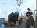 Vor disparea din parcuri, dar vor aparea pe site: 40 de frasini au fost plantati astazi pe o alee, acolo unde, la inceputului lunii ianuarie au fost taiati zeci de salcami - VIDEO