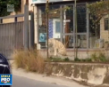 Locuitorii din Palermo, Italia au avut parte de o surpriza. Un tigru bengalez a fugit de la circ si s-a plimbat pe strazile orasului - VIDEO