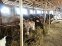 O batrana de 77 de ani din Romania a fost strivita de o vaca bolnava. Care a fost de fapt cauza decesului