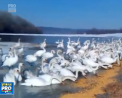 25 de saci de cereale au fost cumparati pentru lebedele de pe Nistru: Donatia vine de la elevii din liceu din sat - VIDEO
