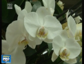 Mii de specii de flori, dar si buchete spectaculoase realizate din plante: Toate la Festivalul Orhideelor din Marea Britanie - VIDEO 

